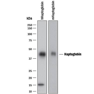 Detection of Human and Mouse Haptoglobin antibody by Western Blot.