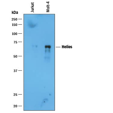 Immunoprecipitation of Human Helios.