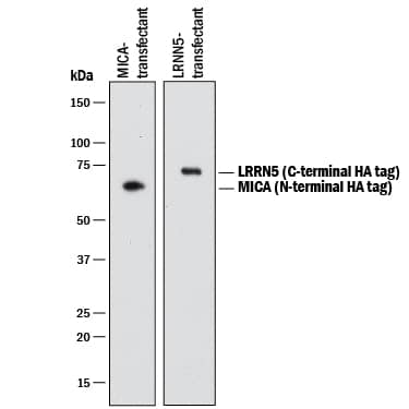 Detection of HA-tagged Proteins antibody by Western Blot.