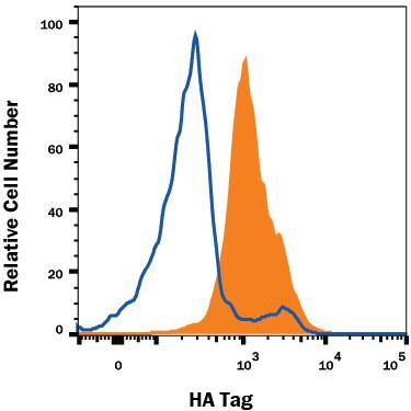 Detection of HA Tag antibody in HEK293 Human Cell Line Transfected with HA-tagged Proteins antibody by Flow Cytometry.