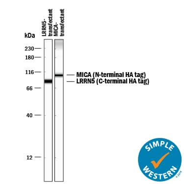 Detection of HA-tagged proteins antibody by Simple WesternTM.