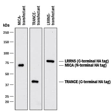 Detection of HA-tagged proteins antibody by Western Blot.