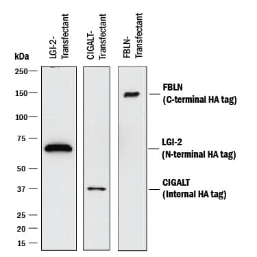 Detection of HA-tagged proteins antibody by Western Blot.