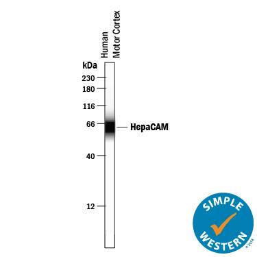 Detection of Human HepaCAM antibody by Simple WesternTM.