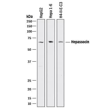 Detection of Human, Mouse, and Rat Hepassocin/FGL1 antibody by Western Blot.