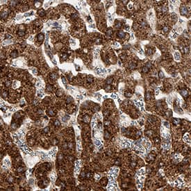 Hepassocin/FGL1 antibody in Human Liver by Immunohistochemistry (IHC-P).