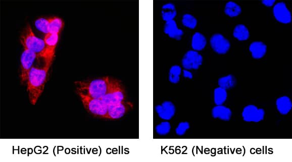 Hepassocin/FGL1 antibody in HepG2 Human Cell Line by Immunocytochemistry (ICC).