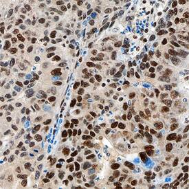 Hexim 1 antibody in Human Liver by Immunohistochemistry (IHC-P).