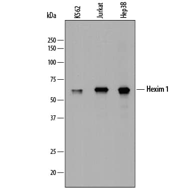 Detection of Human Hexim 1 antibody by Western Blot.