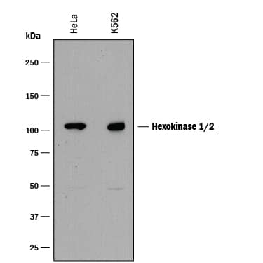 Detection of Human Hexokinase 1/2 antibody by Western Blot.