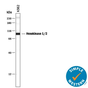 Detection of Human Hexokinase 1/2 antibody by Simple WesternTM.