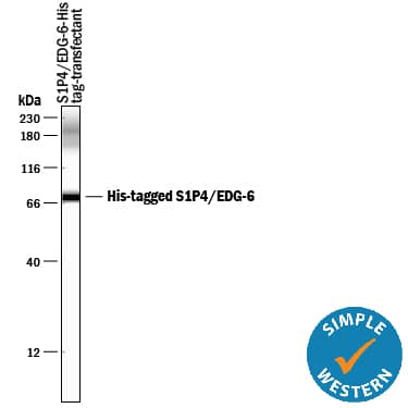 Detection of His Tag by Simple Western<SUP>TM</SUP>. Detection of His Tag antibody by Simple WesternTM.