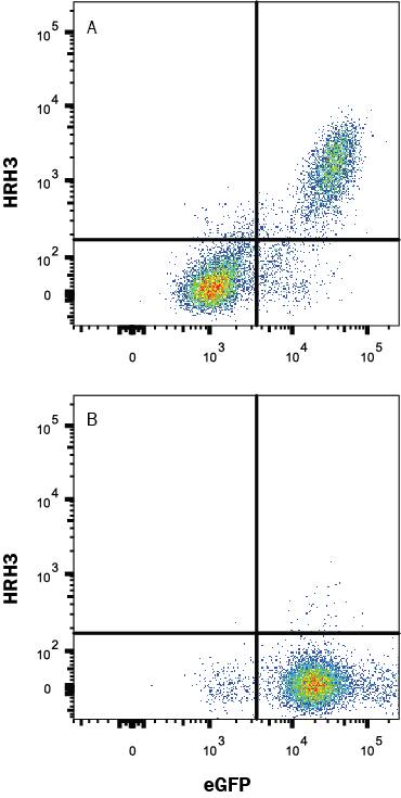 Detection of HRH3 antibody in HEK293 Human Cell Line Transfected with Human HRH3 and eGFP antibody by Flow Cytometry.