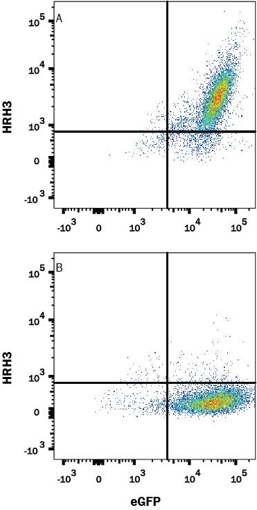 Detection of Histamine H3 R antibody in HEK293 Human Cell Line Transfected with Human Histamine H3 R and eGFP antibody by Flow Cytometry.