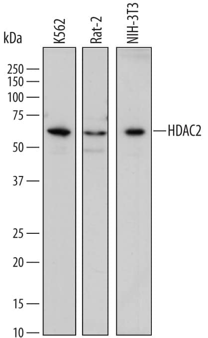 Detection of Human, Mouse, and Rat Histone Deacetylase 2/HDAC2 antibody by Western Blot.