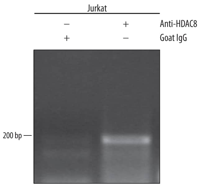 Detection of Histone Deacetylase 8/ HDAC8-regulated Genes antibody by Chromatin Immunoprecipitation.