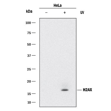 Detection of Human Histone H2AX antibody by Western Blot.