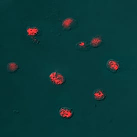 Histone H2AX antibody in HeLa Human Cell Line by Immunocytochemistry (ICC).