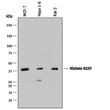 Detection of Human, Mouse, and Rat Histone H2AY antibody by Western Blot.