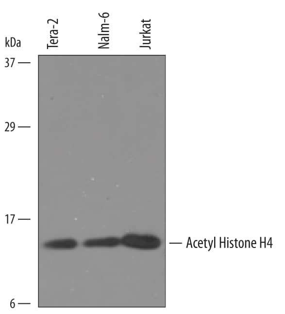 Detection of Human Acetyl Histone H4 antibody by Western Blot.