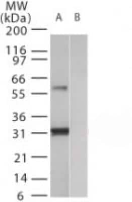 Western Blot: Humanin Antibody [NB100-56876]