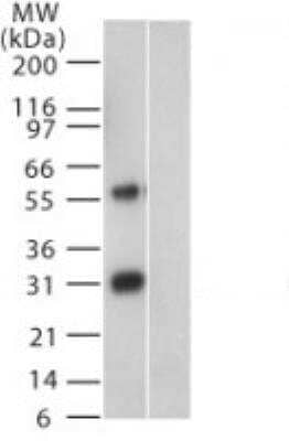 Western Blot: Humanin Antibody [NB100-56877]
