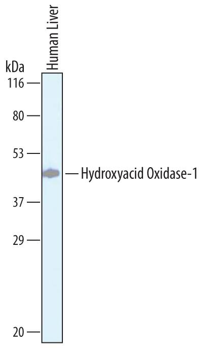 Detection of Human Hydroxyacid Oxidase-1/HAO-1 antibody by Western Blot.