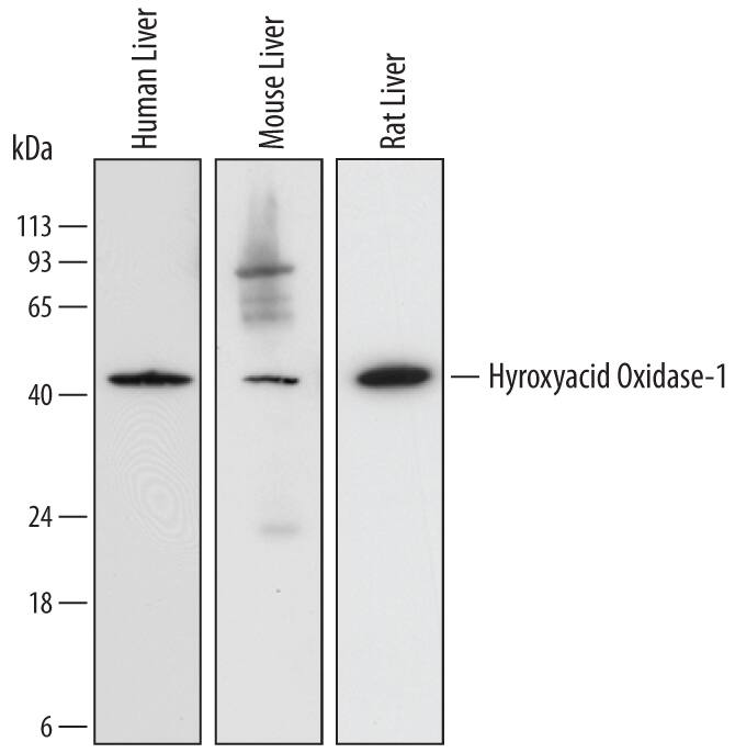 Detection of Human, Mouse, and Rat Hydroxyacid Oxidase-1/HAO-1 antibody by Western Blot.