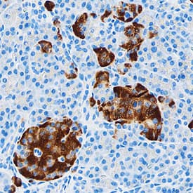 IA-2/PTPRN antibody in Human Pancreas by Immunohistochemistry (IHC-P).
