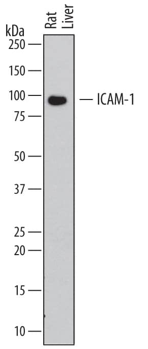 Detection of Rat ICAM-1/CD54 antibody by Western Blot.