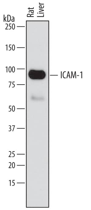 Detection of Rat ICAM-1/CD54 antibody by Western Blot.