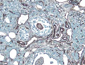 ICAM-2/CD102 antibody in Mouse Ovary by Immunohistochemistry (IHC-Fr).