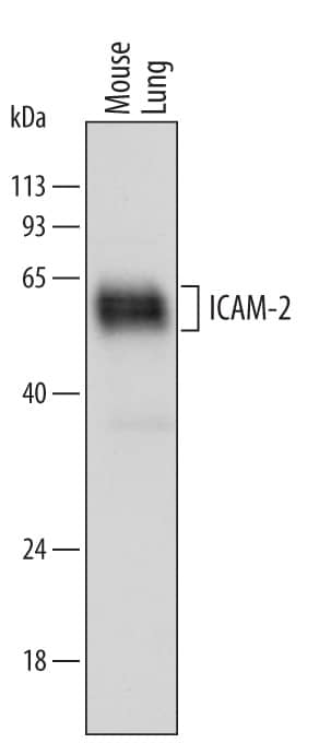 Detection of Mouse ICAM-2/CD102 antibody by Western Blot.