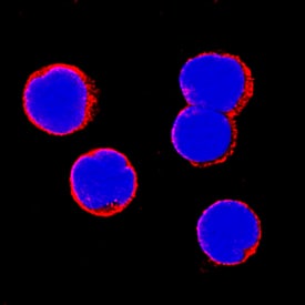 ICAM-3/CD50 antibody in Human PBMCs by Immunocytochemistry (ICC).