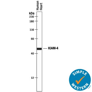 Detection of Human ICAM-4 antibody by Simple WesternTM.