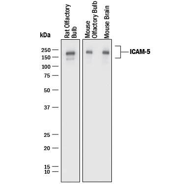 Detection of Mouse and Rat ICAM-5 antibody by Western Blot.