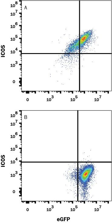 Detection of ICOS antibody in HEK293 Human Cell Line Transfected with Mouse ICOS and eGFP antibody by Flow Cytometry.