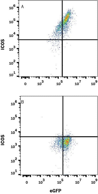 Detection of ICOS antibody in HEK293 Human Cell Line Transfected with Mouse ICOS and eGFP antibody by Flow Cytometry.