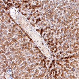 IDO2 antibody in Human Liver by Immunohistochemistry (IHC-P).