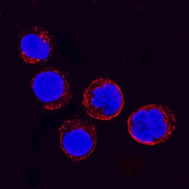 IFITM1 antibody in K562 Human Cell Line by Immunocytochemistry (ICC).