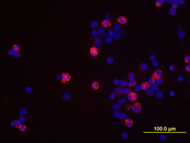 IFN-? antibody in Human PBMCs by Immunocytochemistry (ICC).