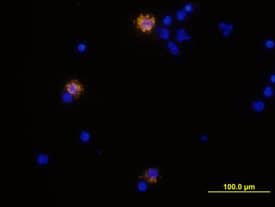 IFN-? antibody in Human PBMCs by Immunocytochemistry (ICC).