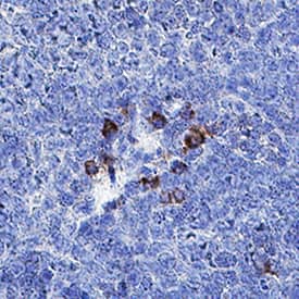 IFN-alpha 4 antibody in Mouse Spleen by Immunohistochemistry (IHC-P).