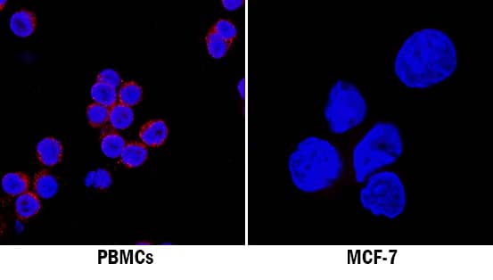 IFN-a antibody in Human PBMCs and MCF-7 Human Cell Line by Immunocytochemistry (ICC).