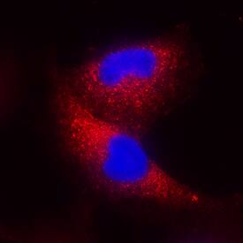 IFN-beta  antibody in A549 Human Cell Line by Immunocytochemistry (ICC).