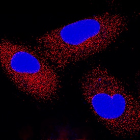 IFN-beta  antibody in A549 Human Cell Line by Immunocytochemistry (ICC).