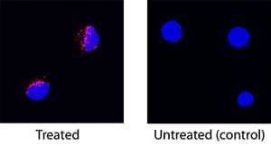 IFN-? antibody in Rat Splenocytes by Immunocytochemistry (ICC).