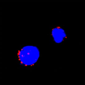 IFN-? antibody in Bovine PBMCs by Immunocytochemistry (ICC).