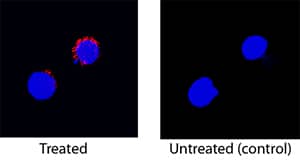 IFN-? antibody in Rat Splenocytes by Immunocytochemistry (ICC).