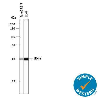 Detection of Mouse IFN-? antibody by Simple WesternTM.